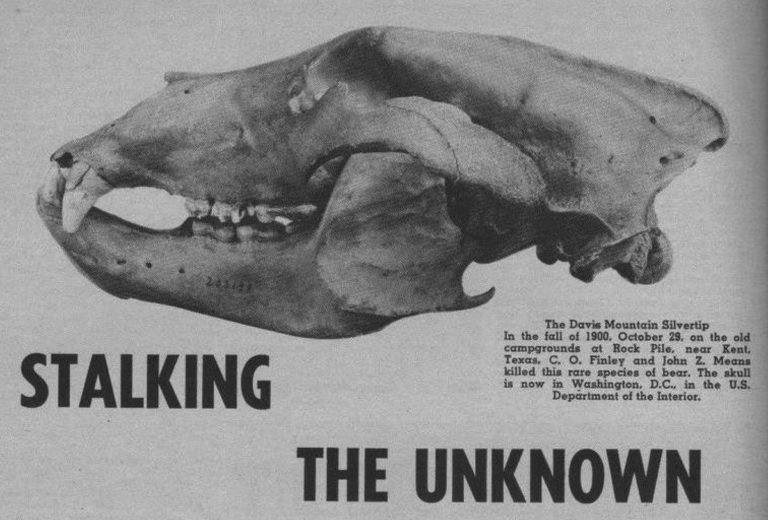 Davis Mountains “Silvertip” Grizzly Bear 1899 Wild Texas History