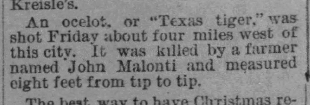 Newspaper clip of West Austin jaguar