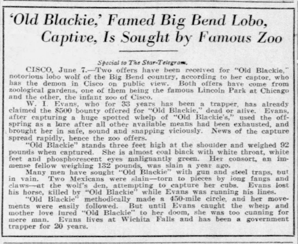 Old Blackie Texas Wolf Article