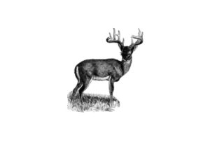 deer feature image