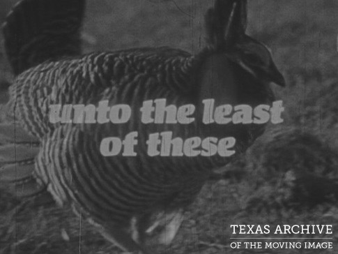 prairie Chicken Texas Feature Image